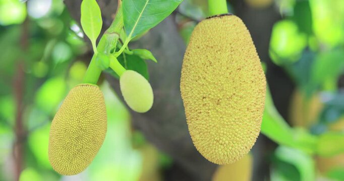 Young jackfruit growing on a tree among fresh green leaves in a tropical garden, natural fruit texture, freshness and plant growth