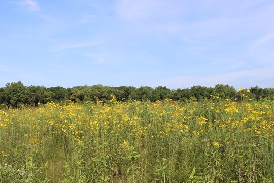 Tall coreopsis dominates a field at the Linne Woods restored tallgrass prairie in Morton Grove, Illinois