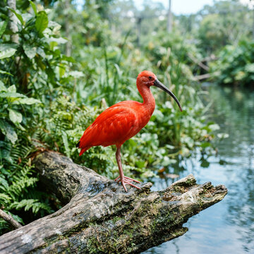 Scarlet ibis standing on a weathered log beside lush green ferns in soft daylight