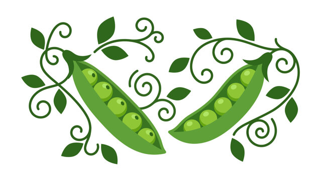 Stylized green pea pods vector illustration with winding vines and leaves isolated on a white background