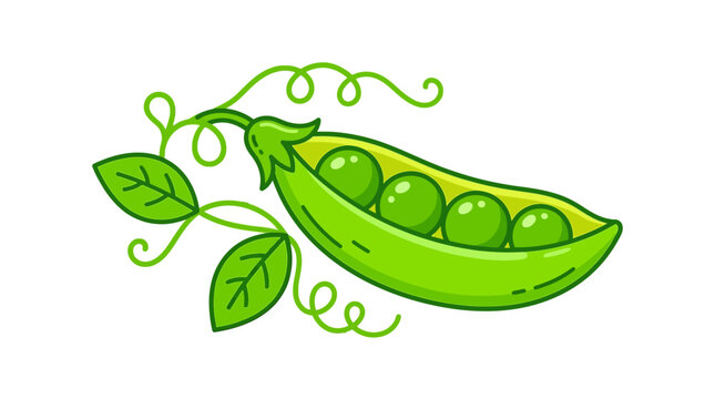 Stylized green pea pods vector illustration with winding vines and leaves isolated on a white background