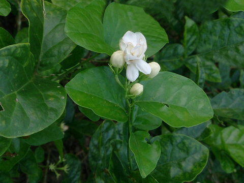 Arabian Jasmine or Jasminum sambac plant with flower and buds image.