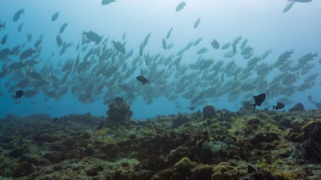 Low angle underwater shot looking up at a large school of fish silhouetted against the surface