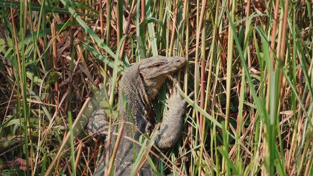 Asian water monitor lizard resting in wild grass during daytime in Thailand.