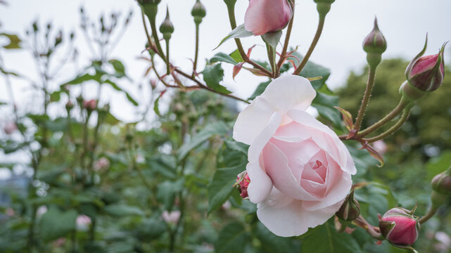 可憐に開花する淡いピンクのバラの花とたくさんの蕾