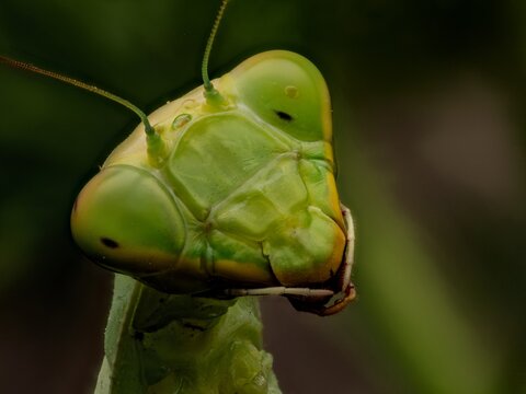 Macro close-up shot of a praying mantis head against a black background. Detailed view of the green insect's expressive compound eyes, antennae, and body texture in high contrast.