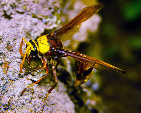 Paper wasp with yellow face and folded wings clinging to a rough stone surface