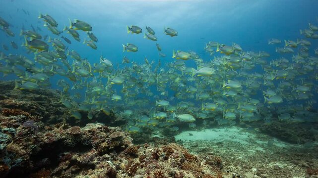 Underwater shot of huge school of Sailfin Snapper swimming above a tropical reef in Peleliu, Palau	