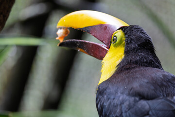Yellow-throated toucan holding a fruit in its beak while perched © RdB
