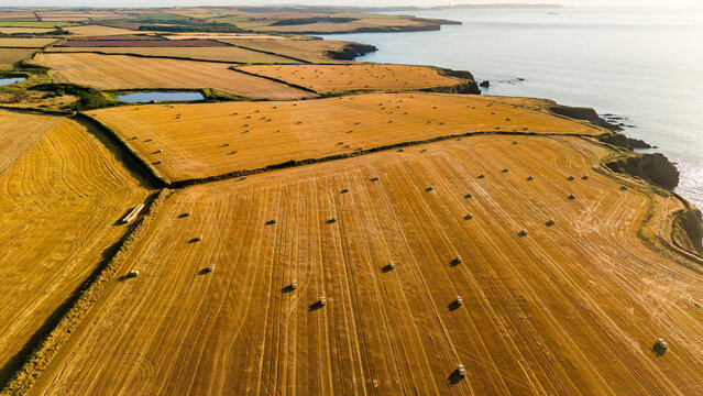 Round hay bales scattered across harvested golden fields along the Pembrokeshire coast in Wales, evening sunlight casting long shadows over cliffs and sea, aerial view