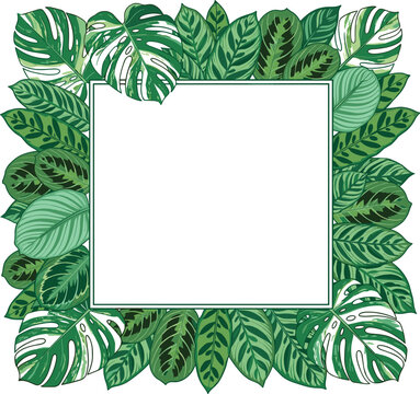 Tropical green houseplant leaves border frame vector illustration featuring monstera palm calathea and maranta foliage background template isolated on white background.
