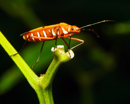 Red and black striped true bug resting on a forked green plant stem