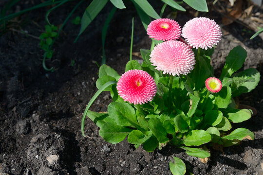 Pink Bellis Perennis Daisy Flowers Blooming in Garden Soil Close-up of Pink Pompon Daisy Blossoms with Copy Space