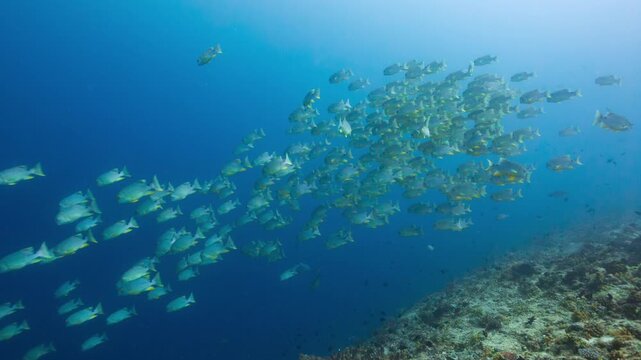 Underwater shot of huge school of Sailfin Snapper swimming down a deep tropical reef in Peleliu, Palau