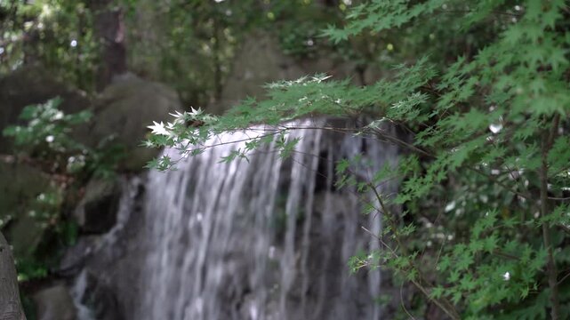 揺れる緑の葉の向こうに流れる滝