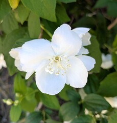 Vista de cerca de una flor de color blanco tipo celinda, en jardín de parque urbano  © teracreonte