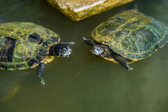 Two freshwater turtles swimming together in a calm pond, creating a natural wildlife scene with their patterned shells visible from above.