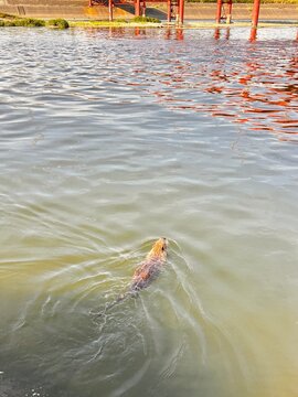 Nutria swimming in a river with bridge reflection