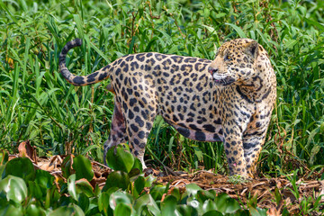 Jaguar in the grass © Leandro