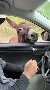 A view from a car window of a cute little donkey that a man is feeding an apple by hand