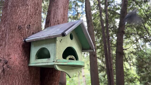 Little titmice fly to the feeder on the tree and peck at the seeds. The birds are eating seeds in the park