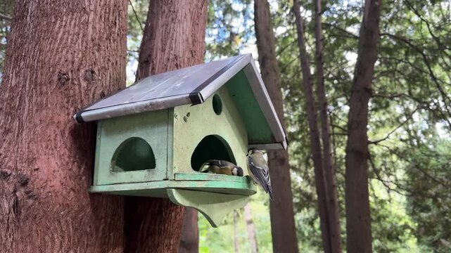 Little titmice fly to the feeder on the tree and peck at the seeds. The birds are eating seeds in the park