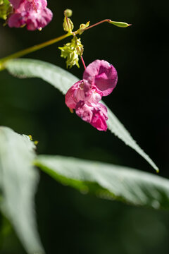 Pink Himalayan balsam flower in sunlight against dark background