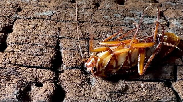 Close-up of a dead cockroach lying upside down on a rough, weathered wooden surface with legs twitching slowly, highlighting pest control, insect extermination, and sanitation concepts.