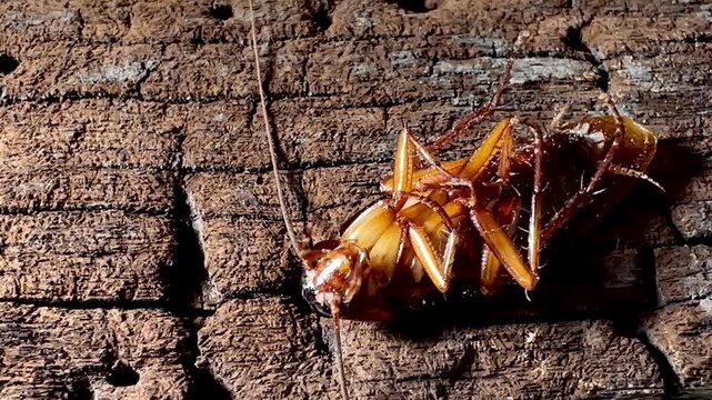 Close-up of a dead cockroach lying upside down on a rough, weathered wooden surface with legs twitching slowly, highlighting pest control, insect extermination, and sanitation concepts.