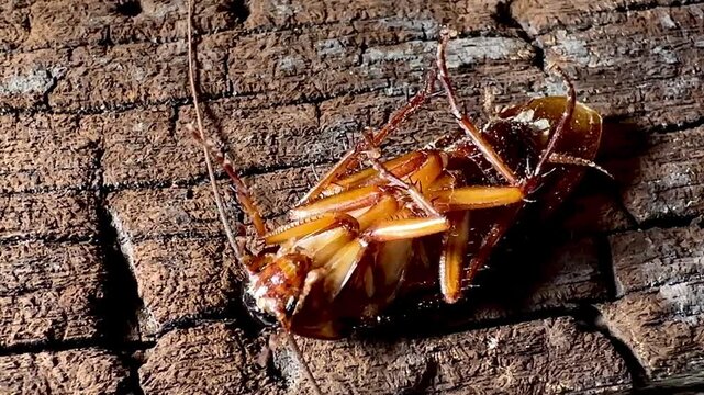 Close-up of a dead cockroach lying upside down on a rough, weathered wooden surface with legs twitching slowly, highlighting pest control, insect extermination, and sanitation concepts.