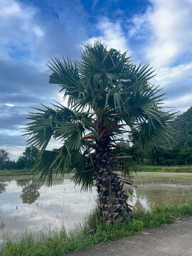 Asian palmyra palm tree