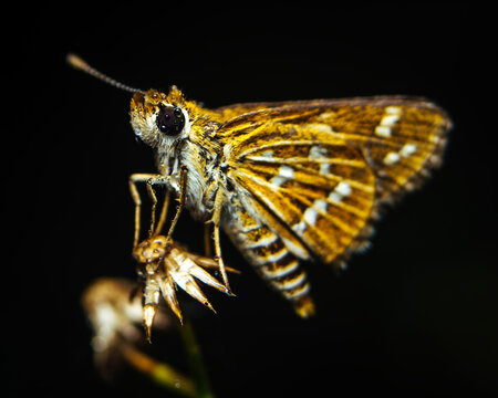 Skipper butterfly with spread wings and white spots perched on a dried flower head