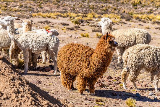 A view of a herd of domesticated Huacaya alpacas in the high altitude Andean landscape in the Andes Mountains  in southern Peru in the dry season