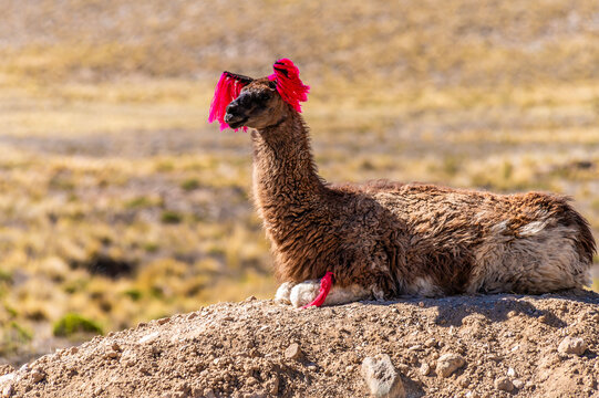 A view of a domesticated brown llama squatting on an earthen mound in the high altitude Andean landscape in the Andes Mountains  in southern Peru in the dry season

