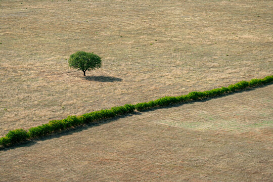 Aerial view of the vast Cemovsko Polje vineyards with a solitary green tree casting a shadow on the dry, sun-baked landscape in Podgorica, Podgorica Municipality, Montenegro.