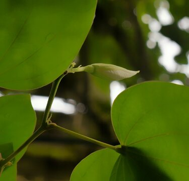 Fresh white bauhinia orchid tree flower bud with green leaves in garden
