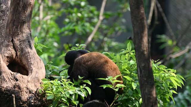 a bearded saki monkey with dense black hair on its head and arm, a reddish-brown back, and a distinctive beard-like tuft of fur resting in lush green foliage in the zoo