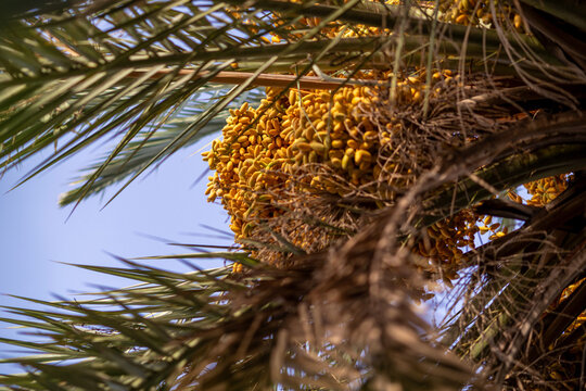 Grappes de dattes sur un dattier