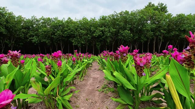 Panning shot of a walking path in a blooming pink Curcuma alismatifolia or Siam Tulip field.