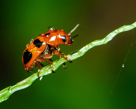 Orange ladybird beetle climbing on a water-covered twisted green stem