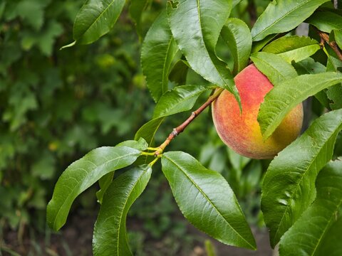 Fresh ripe peach hanging on tree branch in garden horizontal