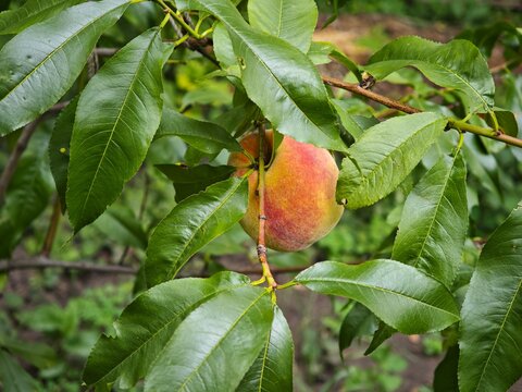 Fresh ripe peach hanging on branch among green leaves horizontal