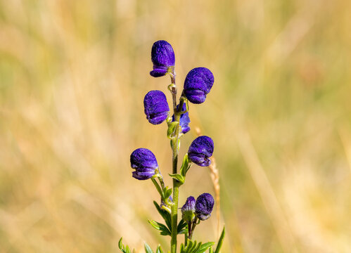 Close-up of a flowering plant Aconitum napellus commonly known as monkshood, wolfsbane