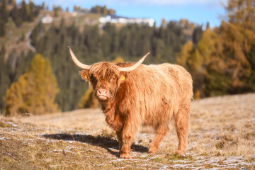 Naklejka premium Highland cow grazing on a mountain meadow during autumn in the Dolomites. Rural alpine landscape with golden larch trees and soft natural light