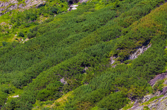 A rocky mountain slope covered with Dwarf mountain pine bushes - Pinus mugo
