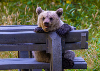 An adorable young brown bear cub resting on a wooden bench in a forested area. Cute Bear Cub Resting on a Bench in the Forest © sebi_2569