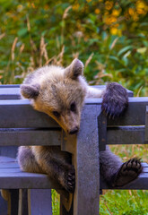 A young brown bear cub (Ursus arctos) resting lazily over a park bench outdoors. Tired wild baby bear resting on a bench in the woods © sebi_2569