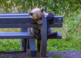 An adorable young brown bear cub resting on a wooden bench in a forested area. Cute Bear Cub Resting on a Bench in the Forest © sebi_2569