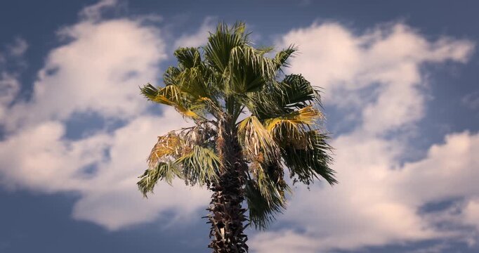 Palma al vento con sfondo cielo azzurro e nuvole bianche