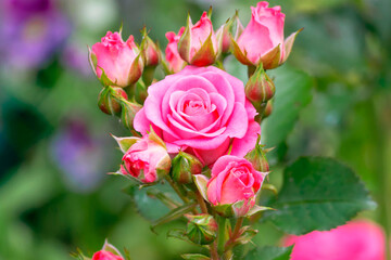 Fototapeta premium Blooming pink spray rose (Lovely Lydia) in a summer garden yard.